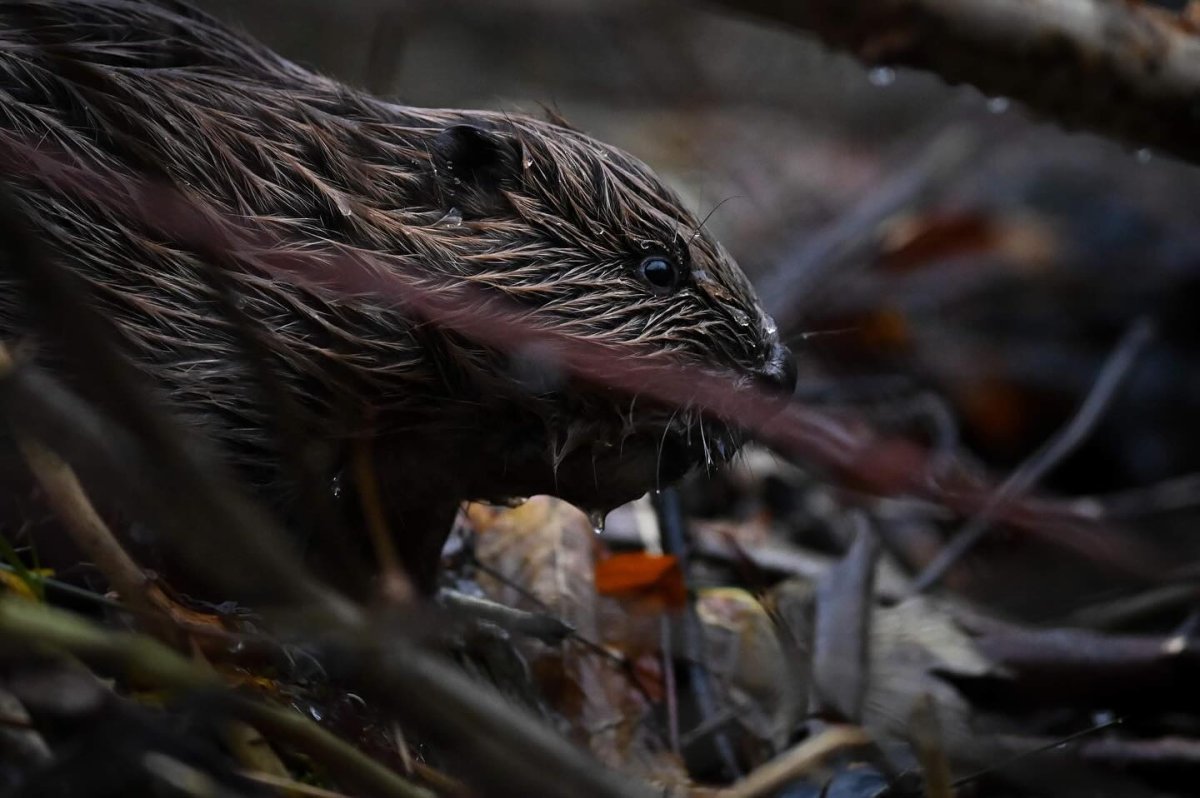 Le paisible castor...