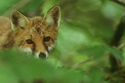 Renard en forêt